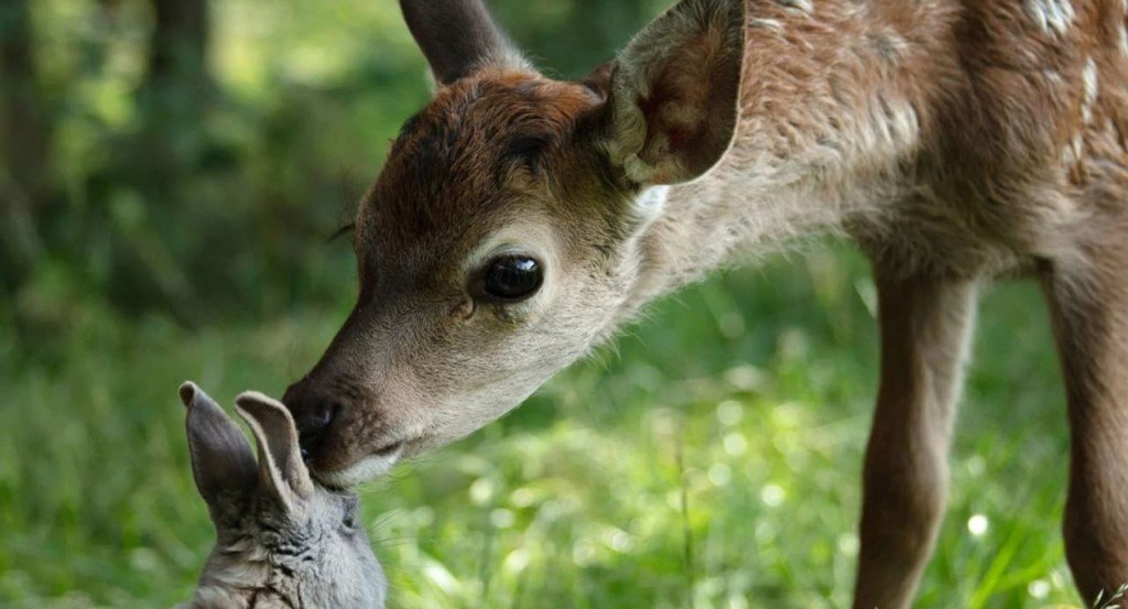 actualité BAMBI, L'HISTOIRE D'UNE VIE DANS LES BOIS