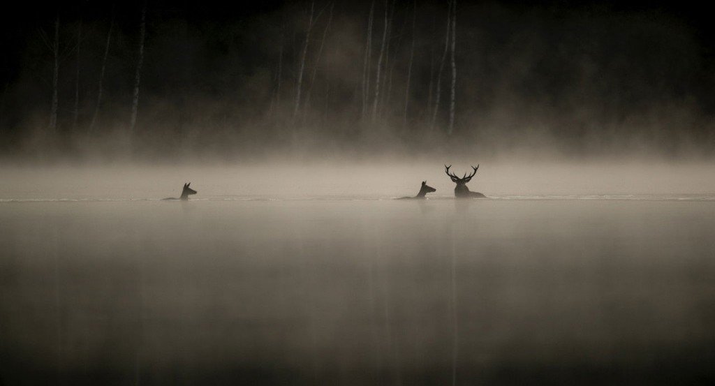 actualité LE CHANT DES FORETS
