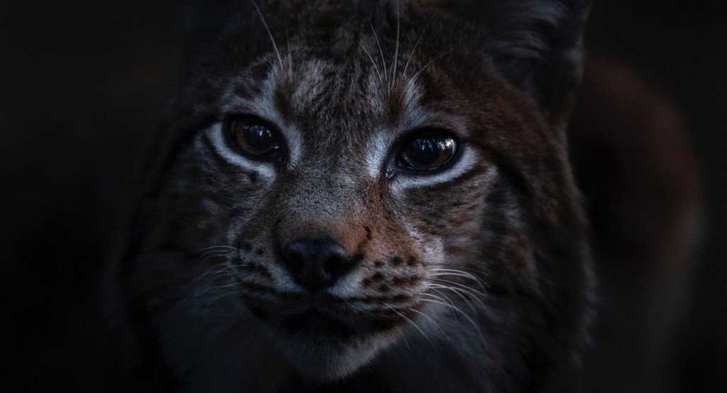 actualité LE CHANT DES FORETS